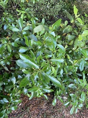 Coprosma lucida