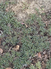 Xanthium spinosum