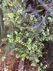 Nothofagus cliffortioides