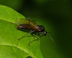 Camponotus