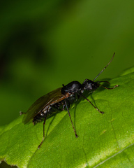 Camponotus
