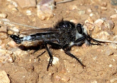 Efferia mortensoni