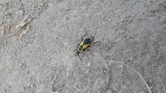 Chauliognathus distinguendus