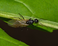 Camponotus