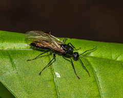 Camponotus