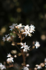 Sedum cepaea