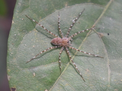 Thaumasia