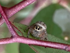 Opisthoncus nigrofemoratus