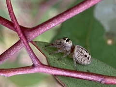 Opisthoncus nigrofemoratus