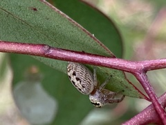 Opisthoncus nigrofemoratus