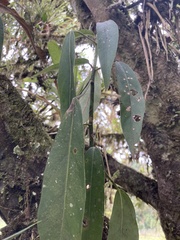 Clusiaceae