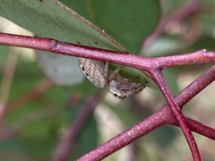 Opisthoncus nigrofemoratus