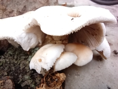 Basidiomycota