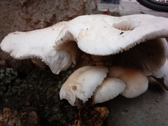 Basidiomycota