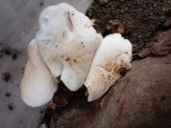 Basidiomycota