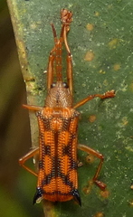 Sceloenopla