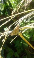 Cymaenes odilia