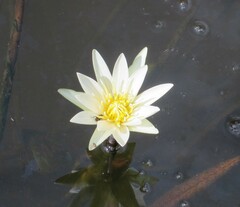 Nymphaea ampla