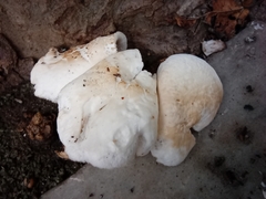 Basidiomycota