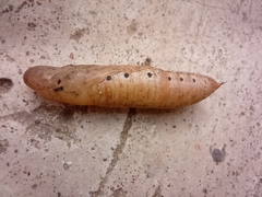 Hippotion celerio