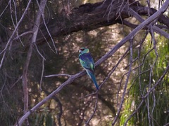 Barnardius zonarius barnardi