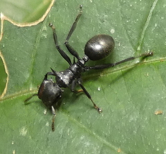 Cephalotes atratus