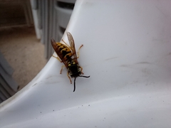 Vespula germanica