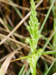 Microtis unifolia