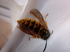 Vespula germanica