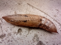 Hippotion celerio