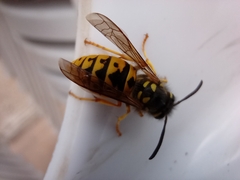 Vespula germanica