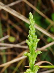 Microtis unifolia