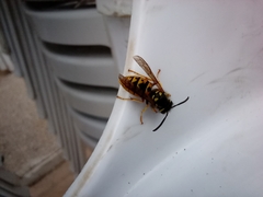 Vespula germanica