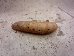 Hippotion celerio