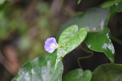 Ipomoea aristolochiifolia