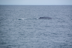 Balaenoptera musculus
