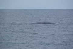 Balaenoptera musculus
