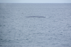 Balaenoptera musculus