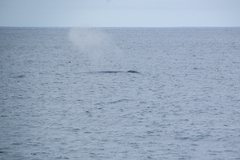 Balaenoptera musculus