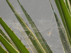Cyrtophora citricola