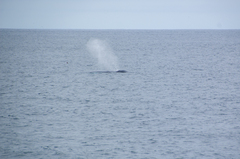 Balaenoptera musculus
