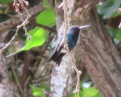 Chrysuronia coeruleogularis