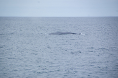 Balaenoptera musculus