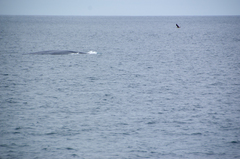Balaenoptera musculus