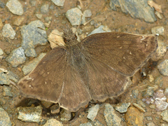 Anisochoria minorella