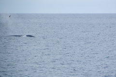 Balaenoptera musculus