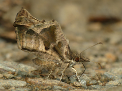 Anisochoria minorella