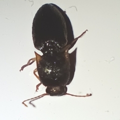 Elateridae