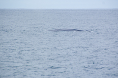 Balaenoptera musculus