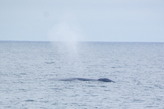 Balaenoptera musculus